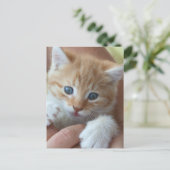 Sweet Tabby Baby Postkarte (Stehend Vorderseite)