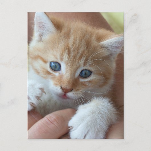 Sweet Tabby Baby Postkarte (Vorderseite)