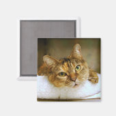 Sweet Tabby Cat Magnet (Vorderseite/Rückseite)