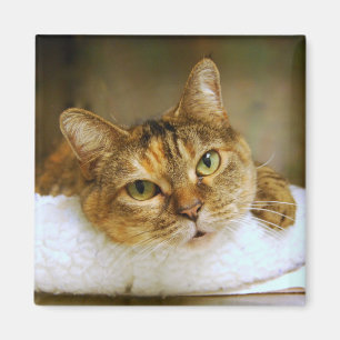 Sweet Tabby Cat Magnet