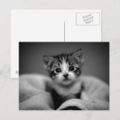 Sweet Tabby Kitten Postkarte (Vorne/Hinten)