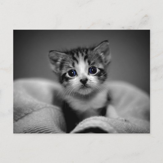 Sweet Tabby Kitten Postkarte (Vorderseite)