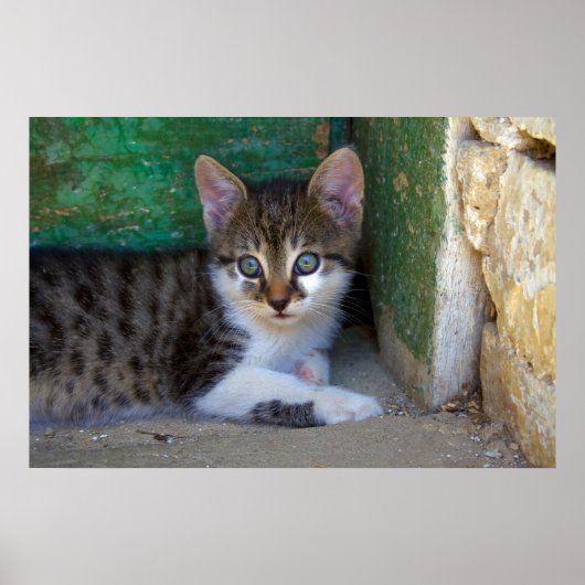 Sweet Tiger Cat Baby Poster (Vorne)