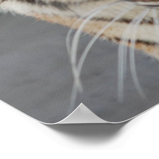 Sweet Tiger Poster (Ecke)