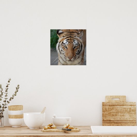 Sweet Tiger Poster (Küche)