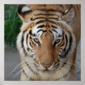 Sweet Tiger Poster (Vorne)