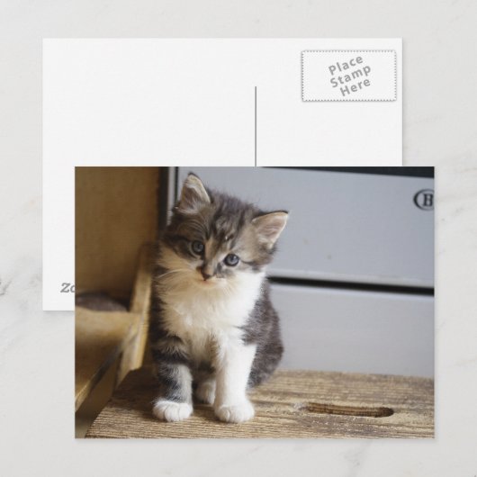 Sweet Tomcat Kitten Postkarte (Vorne/Hinten)