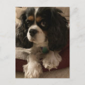 Sweet tricolor Cavalier King Charles Spaniel Dog  Postkarte (Vorderseite)