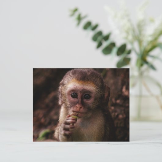 Sweet Vervet Monkey Baby Postkarte (Stehend Vorderseite)