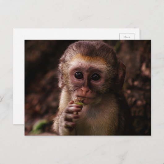 Sweet Vervet Monkey Baby Postkarte (Vorne/Hinten)