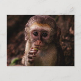 Sweet Vervet Monkey Baby Postkarte