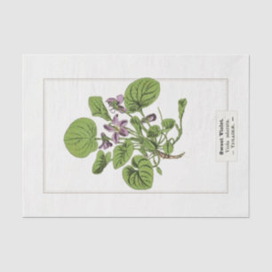 Sweet Violet Botanical Illustration 1885 Seidenpapier