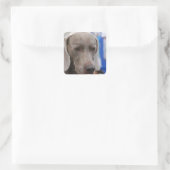 Sweet Weimaraner Hundebüger Quadratischer Aufkleber (Tasche)