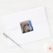 Sweet Weimaraner Hundebüger Quadratischer Aufkleber (Umschlag)
