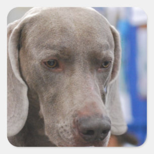 Sweet Weimaraner Hundebüger Quadratischer Aufkleber