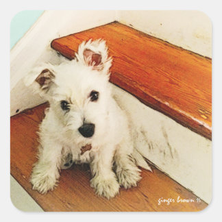 Sweet Westie Puppy sitzt auf einem Vintagen Schrit Quadratischer Aufkleber