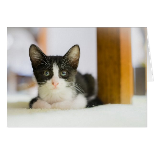 Sweet White and Black Kitten (Vorderseite (Horizontal))