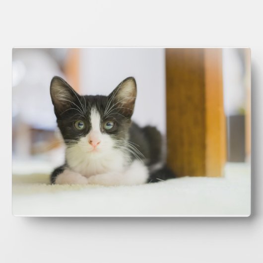 Sweet White and Black Kitten Fotoplatte (Vorderseite)
