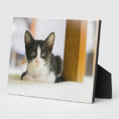 Sweet White and Black Kitten Fotoplatte (Seite)
