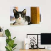 Sweet White and Black Kitten Poster (Heimbüro)