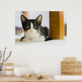 Sweet White and Black Kitten Poster (Küche)