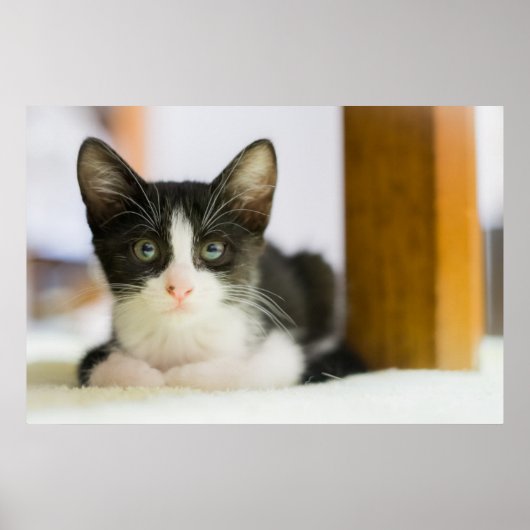 Sweet White and Black Kitten Poster (Vorne)