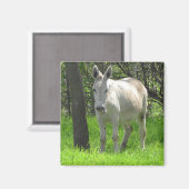 Sweet White Donkey von Tree Fotografy Magnet (Vorderseite/Rückseite)