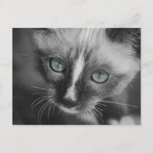 Sweet White Kitten mit blauen Augen Postkarte