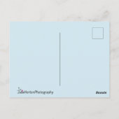 Sweet White Kitten mit blauen Augen Postkarte (Rückseite)