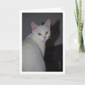 Sweet White Kitten Portrait Karte (Vorderseite)