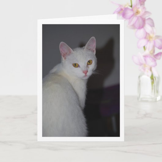 Sweet White Kitten Portrait Karte (Orchidee)