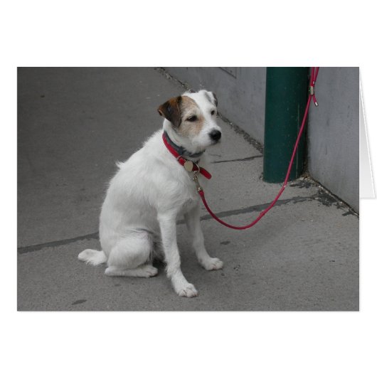 Sweet White Mongrel (Vorderseite (Horizontal))