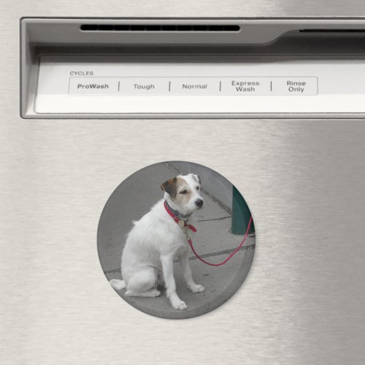 Sweet White Mongrel Magnet (In Situ (Geschirrspüler))