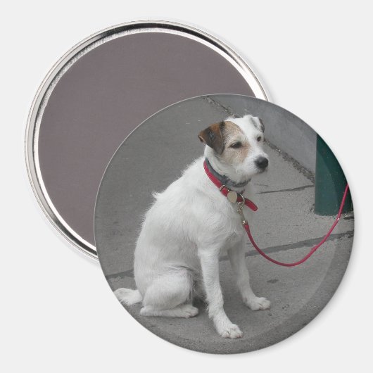 Sweet White Mongrel Magnet (Vorderseite/Rückseite)