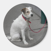 Sweet White Mongrel Magnet (Vorne)