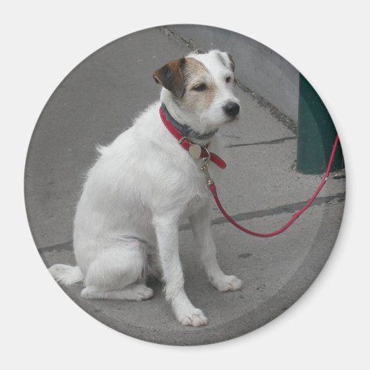 Sweet White Mongrel Magnet (Vorne)