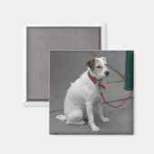 Sweet White Mongrel Magnet (Vorderseite/Rückseite)