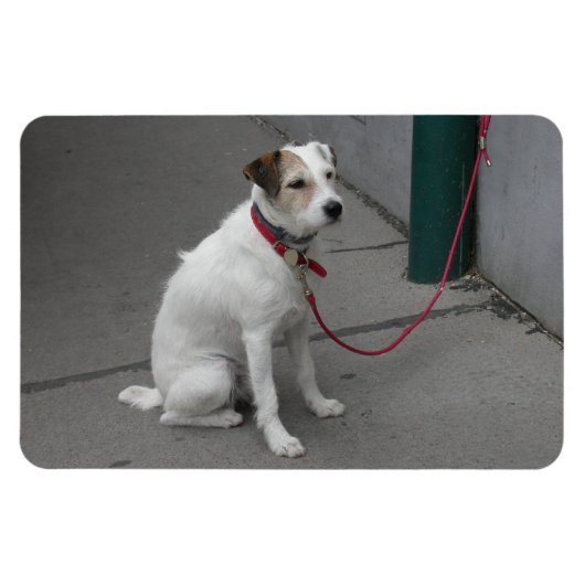 Sweet White Mongrel Magnet (Horizontal)