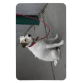 Sweet White Mongrel Magnet (Vertikal)