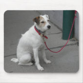 Sweet White Mongrel Mousepad (Vorne)