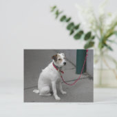 Sweet White Mongrel Postkarte (Stehend Vorderseite)