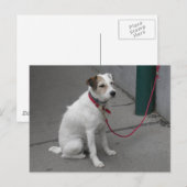 Sweet White Mongrel Postkarte (Vorne/Hinten)