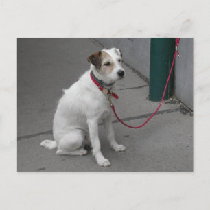 Sweet White Mongrel Postkarte
