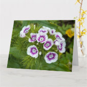Sweet William Blume Karte (Gelbe Blume)