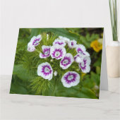 Sweet William Blume Karte (Vorderseite)