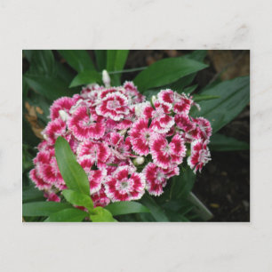 Sweet William Blume Postcard Postkarte