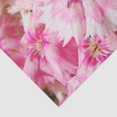 Sweet William Blume Seidenpapier (Ausschnitt)