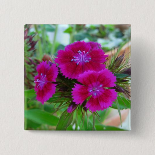 Sweet William Button (Vorderseite)