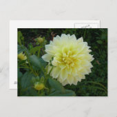 Sweet Yellow Dahlia Postkarte (Vorne/Hinten)