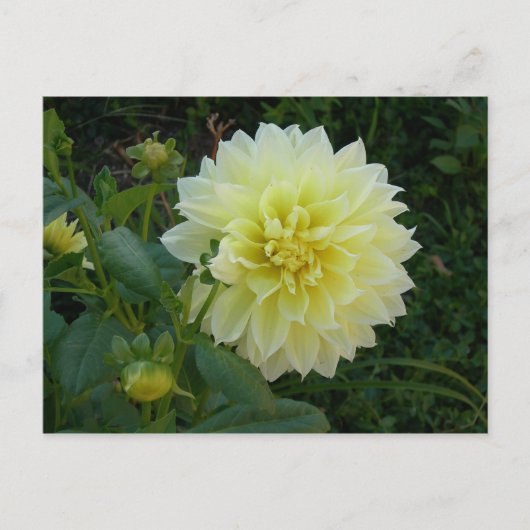 Sweet Yellow Dahlia Postkarte (Vorderseite)